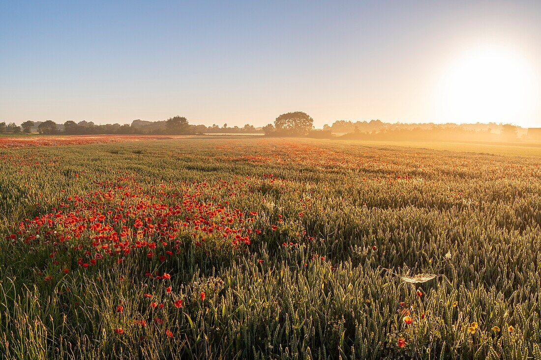 France, Somme, Bay of the Somme, Saint-Valery-sur-Somme, The fields of poppies between Saint-Valery-sur-Somme and Pendé have become a real tourist attraction and many people come to photograph there\n