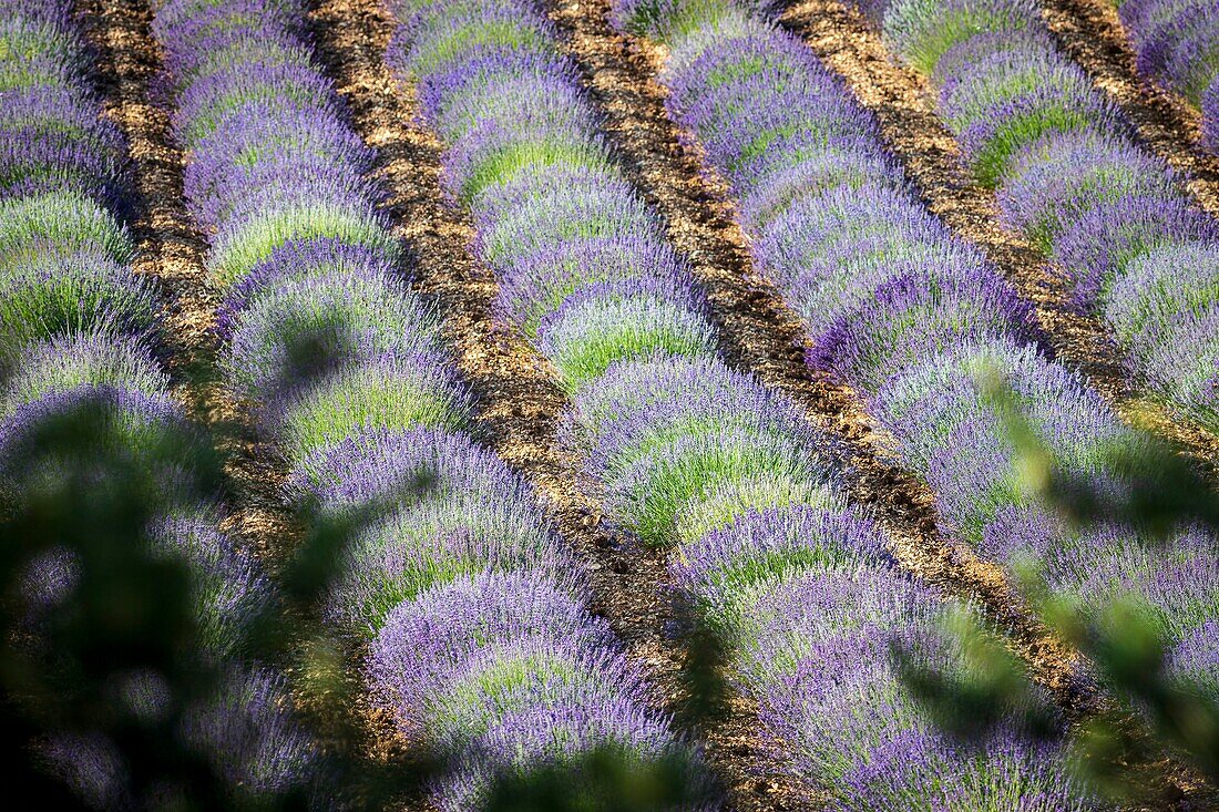 France, Drôme, regional park of Baronnies provençales, Laborel, lavender field\n