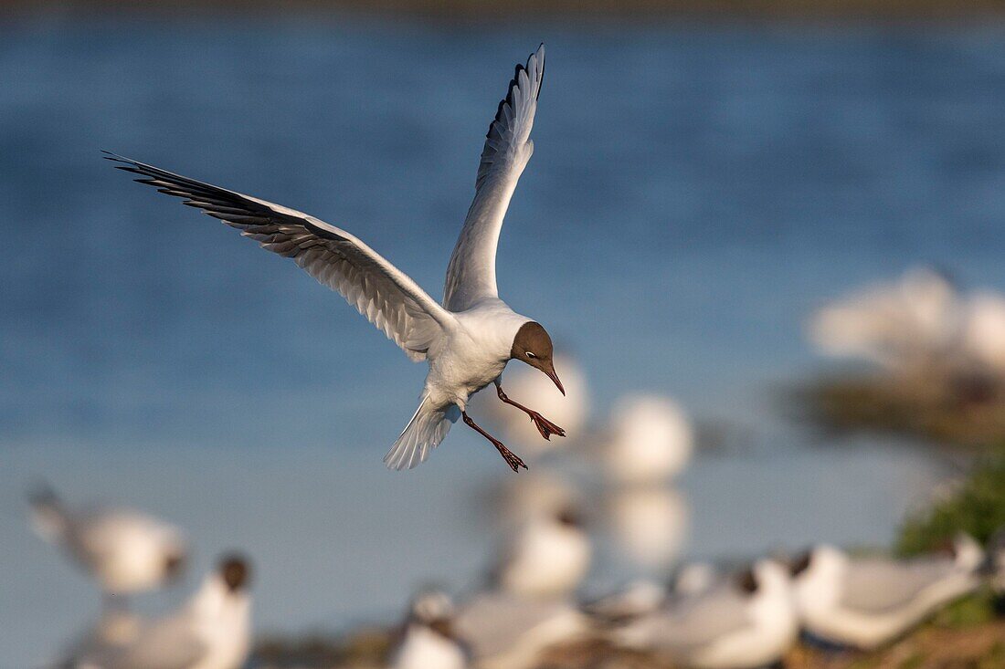 France, Somme, Bay of the Somme, Crotoy Marsh, Le Crotoy, every year a colony of black-headed gulls (Chroicocephalus ridibundus - Black-headed Gull) settles on the islets of the Crotoy marsh to nest and reproduce\n