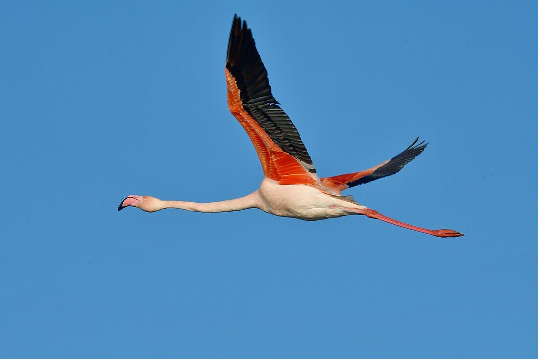 France, Bouches du Rhone, Camargue, Pont de Gau reserve, Flamingos (Phoenicopterus roseeus), flight\n