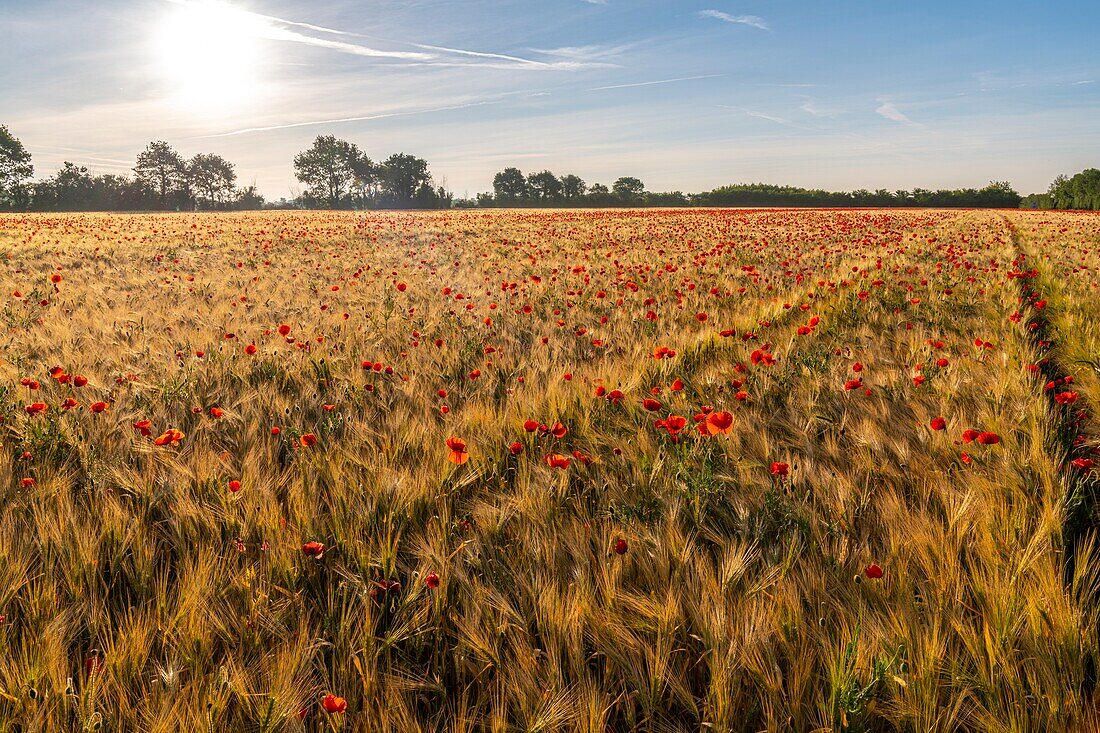 France, Somme, Bay of the Somme, Saint-Valery-sur-Somme, The fields of poppies between Saint-Valery-sur-Somme and Pendé have become a real tourist attraction and many people come to photograph there\n