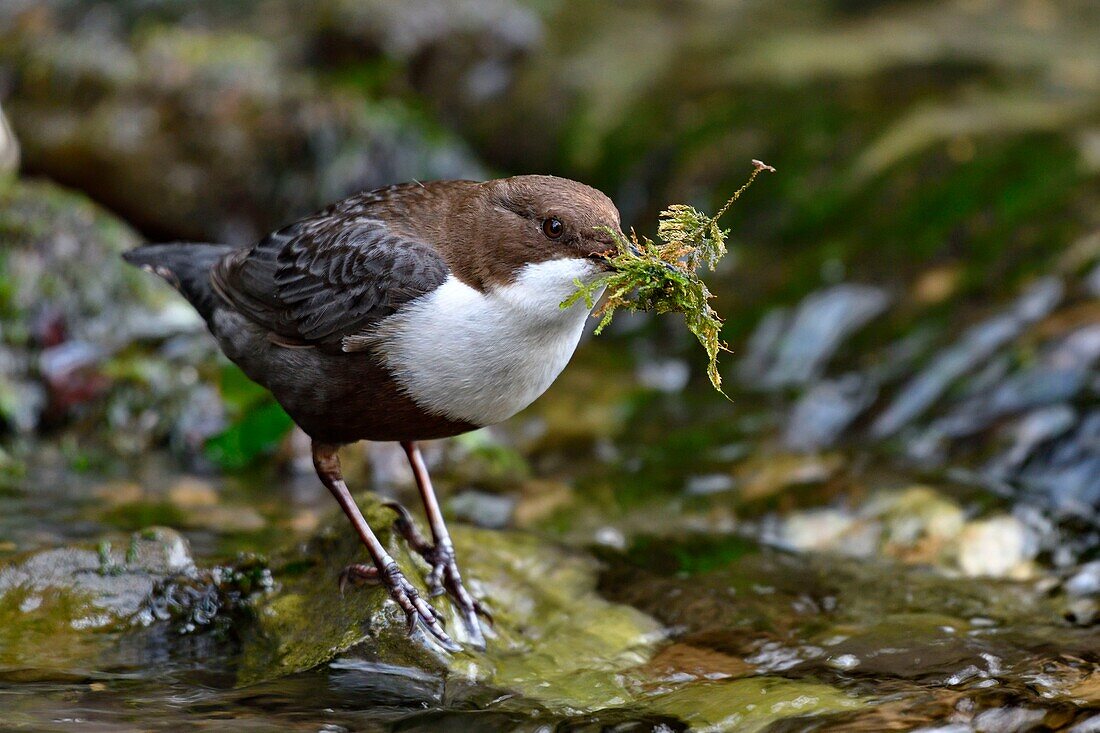 France, Doubs, Creuse Valley, bird, diving Cincle (Cinclus cinclus), nest construction\n