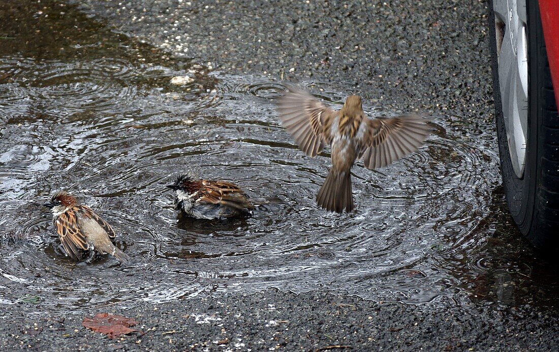France, Territoire de Belfort, Belfort, street, House Sparrow (Passer domesticus), bath in a plate of water on a parking\n