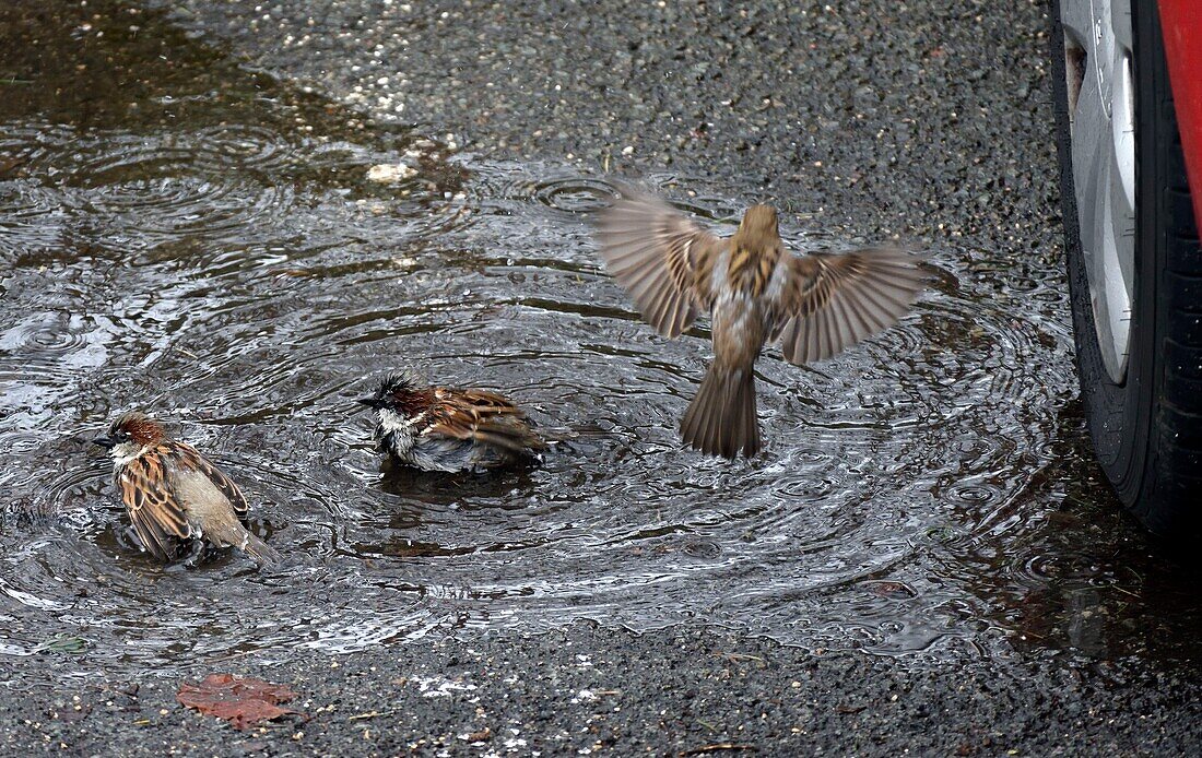 Frankreich, Territoire de Belfort, Belfort, Straße, Haussperling (Passer domesticus), Bad in einem Wasserteller auf einem Parkplatz