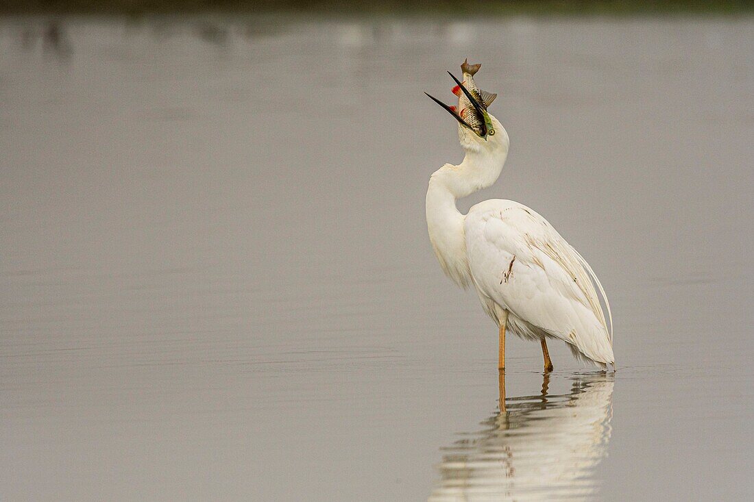 Frankreich, Somme, Baie de Somme, Le Crotoy, Crotoy Marsh, Silberreiher (Ardea alba - Great Egret) beim Fangen eines Fisches