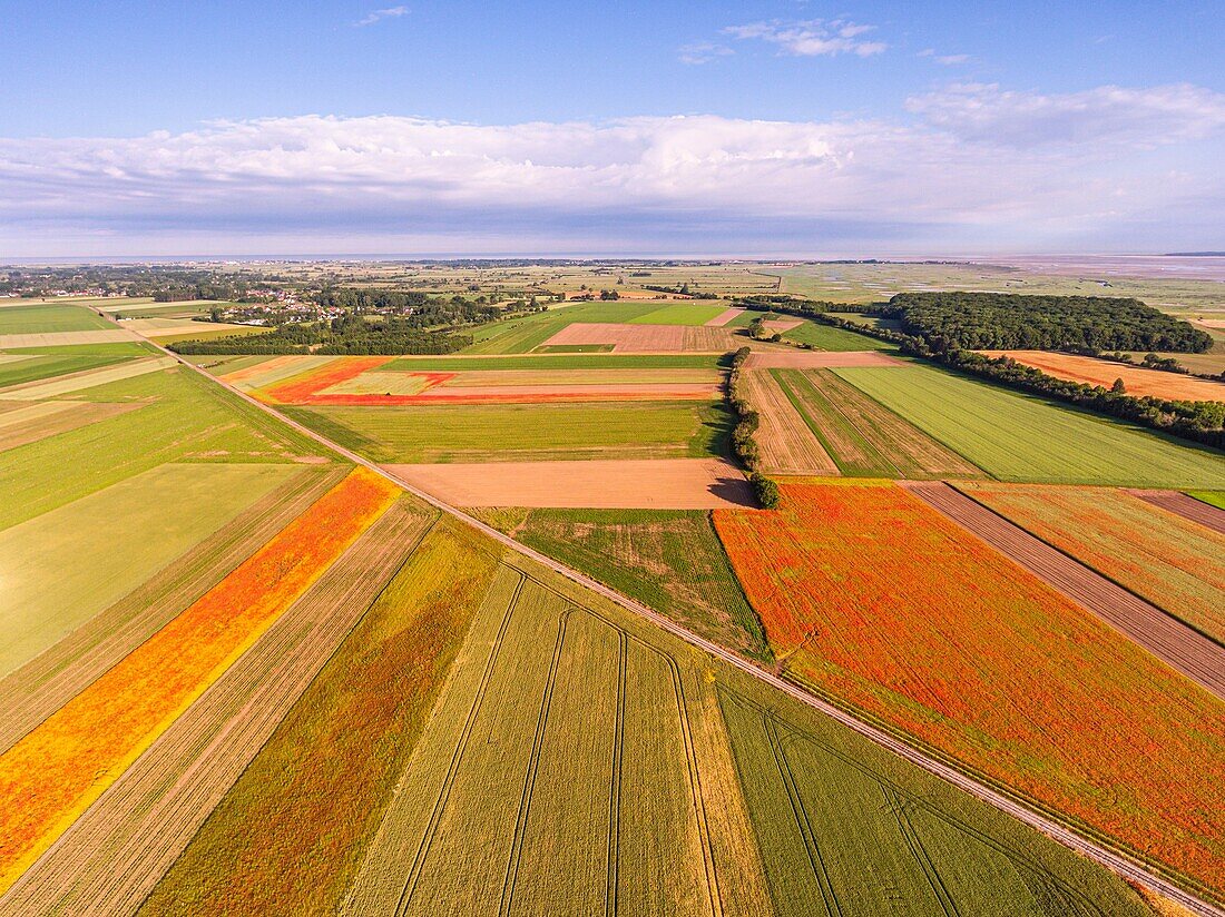 France, Somme, Bay of the Somme, Saint-Valery-sur-Somme, The fields of poppies between Saint-Valery-sur-Somme and Pendé have become a real tourist attraction and many people come to photograph there (aerial view)\n