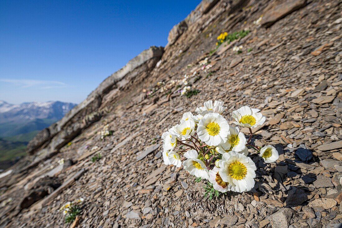Frankreich, Hautes Alpes, Nationalpark Ecrins, Orcieres Merlette, Naturschutzgebiet des Cirque du Grand Lac des Estaris (2555m), Gletscherhahnenfuß (Ranunculus glacialis) in einem Geröllfeld auf 2796 m Höhe