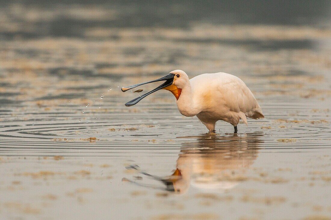 France, Somme, Somme Bay, Le Crotoy, Crotoy Marsh, gathering of Spoonbills (Platalea leucorodia Eurasian Spoonbill) who come to fish in a group in the pond\n