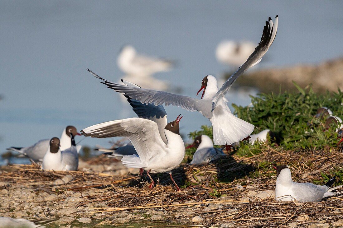 France, Somme, Bay of the Somme, Crotoy Marsh, Le Crotoy, every year a colony of black-headed gulls (Chroicocephalus ridibundus) settles on the islets of the Crotoy marsh to nest and reproduce , conflicts are then frequent\n