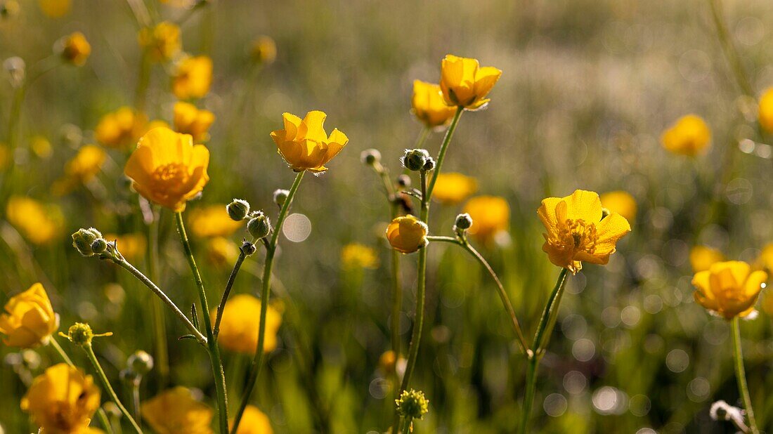 France, Ardennes, Carignan, Buttercup (Ranunculus repens, Ranunculaceae) in a pasture in the spring\n