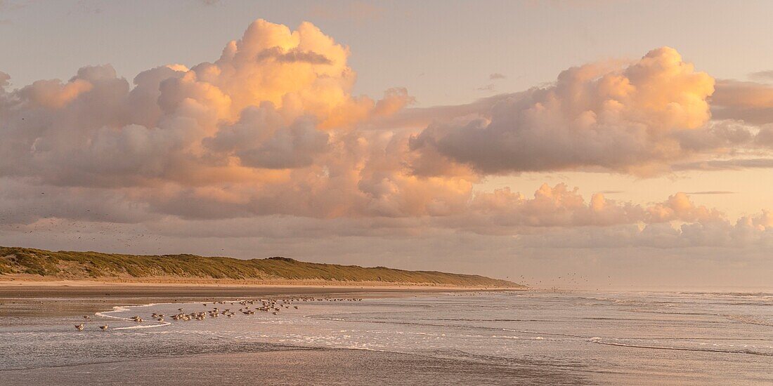 France, Somme, Quend-Plage, The beach of Quend-Plage at the end of the day while the sky is colored by the sunset and the gulls come for their food in the sea at tide\n