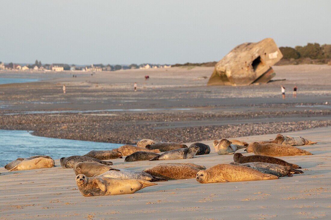 Frankreich, Somme, Bucht der Somme, Die Hourdel, Seehunde im Kanal der Somme