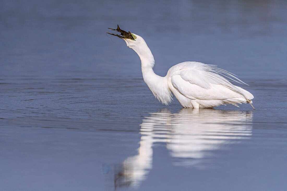 France, Somme, Baie de Somme, Le Crotoy, Crotoy Marsh, Great Egret (Ardea alba - Great Egret) fishing catching a fish\n