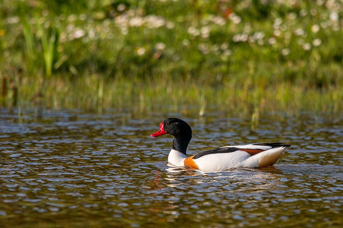 France, Somme, Somme Bay, Natural Reserve of the Somme Bay, Saint Quentin en Tourmont, Ornithological Park of Marquenterre, This Common Shelduck (Tadorna tadorna) defends its territory and hunt the others ducks of the pond\n