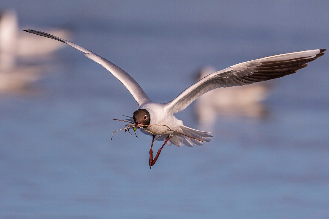 France, Somme, Baie de Somme, Le Crotoy, The marsh of Crotoy welcomes each year a colony of Black-headed Gull (Chroicocephalus ridibundus - Black-headed Gull) which come to nest and reproduce on islands in the middle of the ponds, seagulls then chase materials for the construction of nests\n