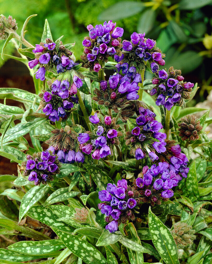 Pulmonaria longifolia EB Anderson