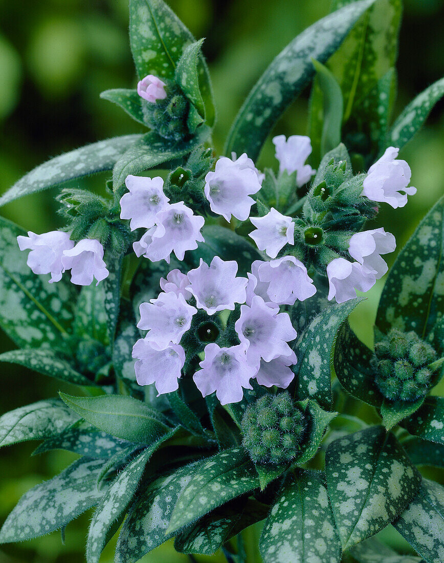 Großgeflecktes Garten-Lungenkraut 'Ocupol' (Pulmonaria saccharata), weiss blühend