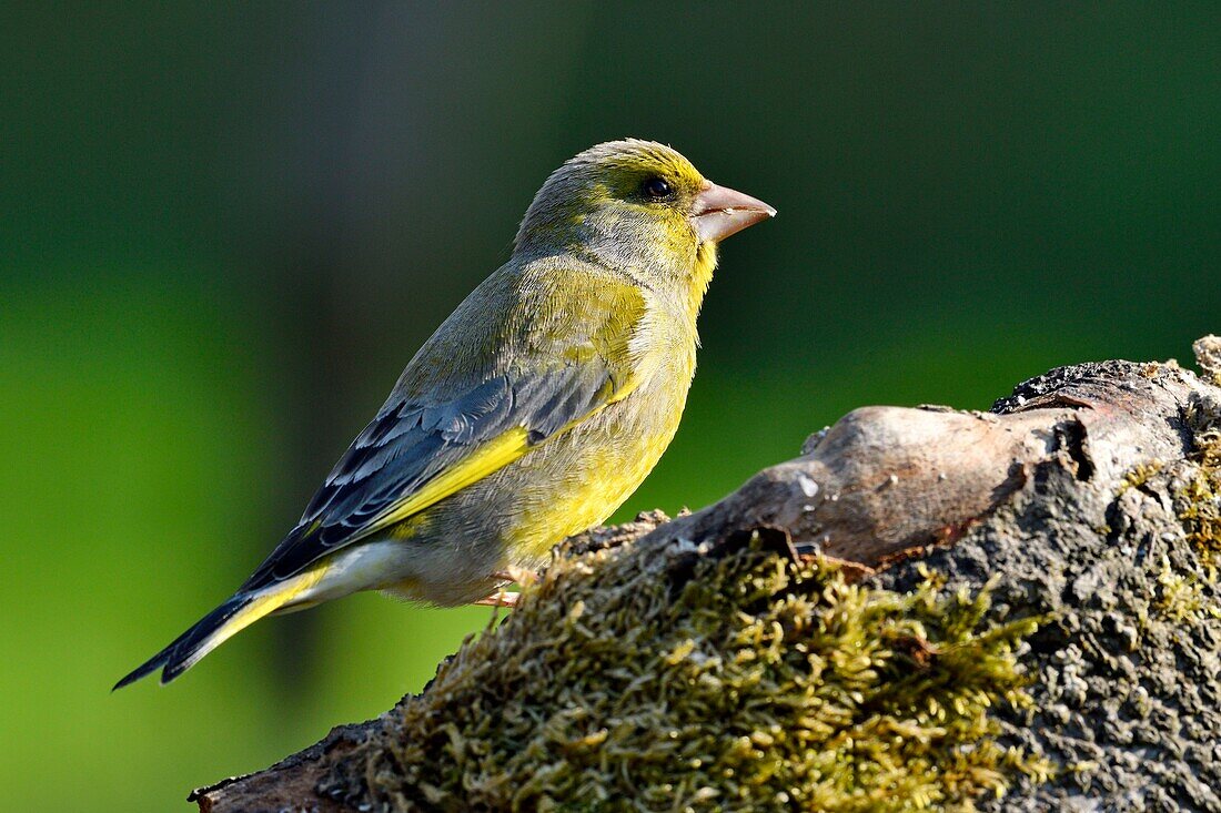 France, Doubs, bird, Greenfinch (Carduelis chloris)\n