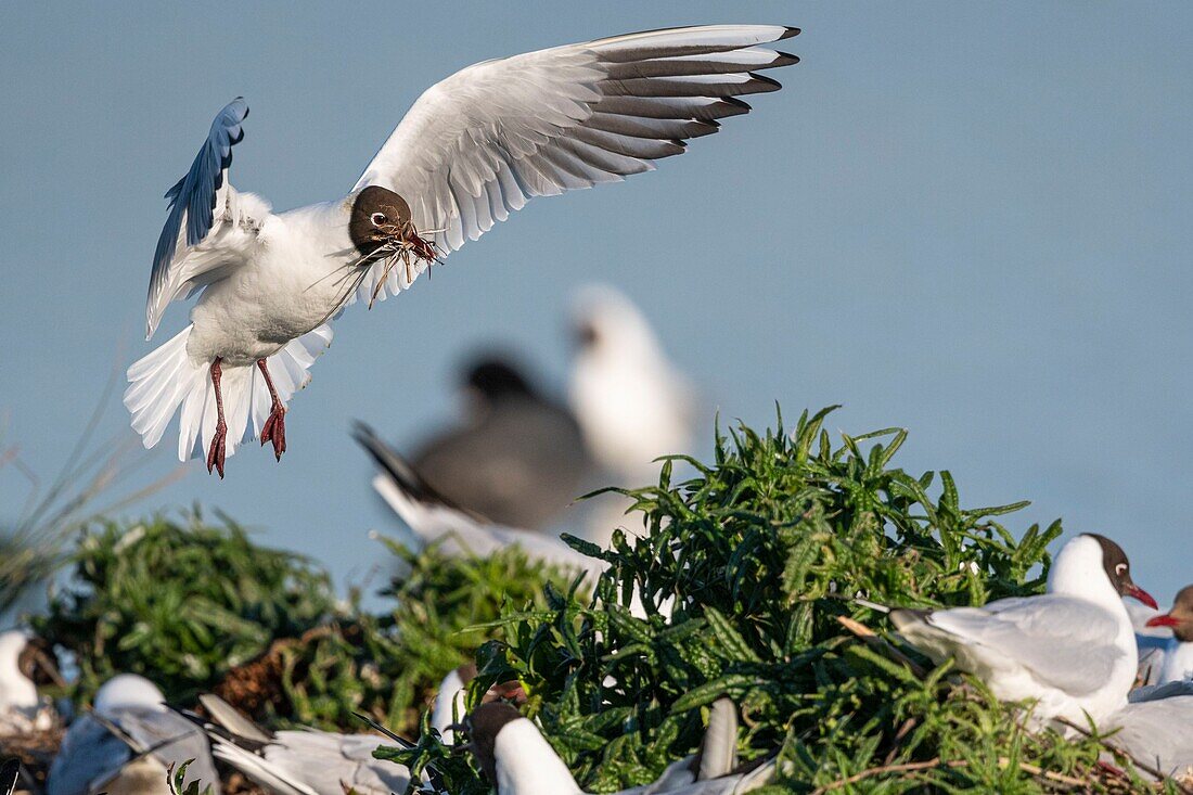 Frankreich, Somme, Somme-Bucht, Crotoy-Sumpf, Le Crotoy, jedes Jahr lässt sich eine Lachmöwenkolonie (Chroicocephalus ridibundus - Lachmöwe) auf den Inseln des Crotoy-Sumpfes nieder, um zu nisten und sich fortzupflanzen, die Vögel tragen die Äste für den Nestbau