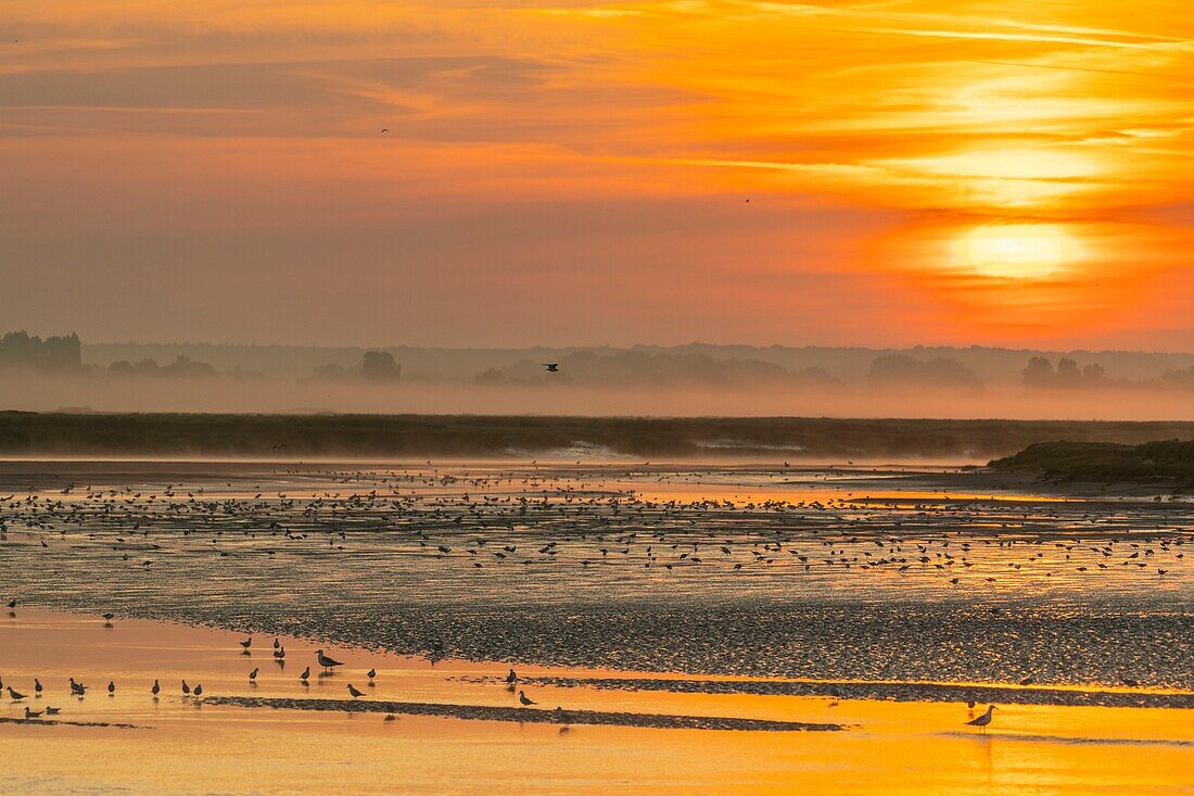 Frankreich, Somme, Somme-Bucht, Saint Valery sur Somme, Aube an den Ufern der Somme, wo viele Seevögel parken