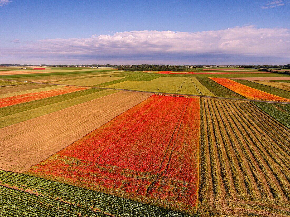 France, Somme, Bay of the Somme, Saint-Valery-sur-Somme, The fields of poppies between Saint-Valery-sur-Somme and Pendé have become a real tourist attraction and many people come to photograph there (aerial view)\n