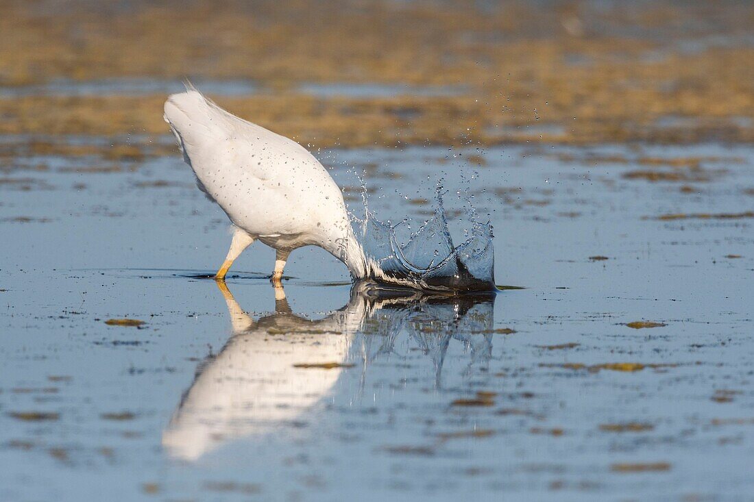 France, Somme, Somme Bay, Le Crotoy, Crotoy Marsh, Great Egret (Ardea alba) fishing in the pond\n