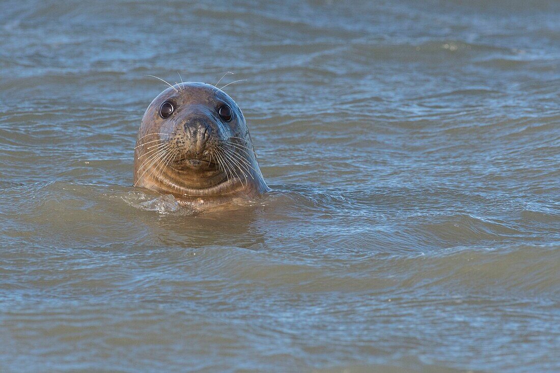 France, Pas de Calais, Authie Bay, Berck sur Mer, Grey seals (Halichoerus grypus), at low tide the seals rest on the sandbanks from where they are chased by the rising tide, once in the water, their natural curiosity pushes them to sometimes approach very close\n