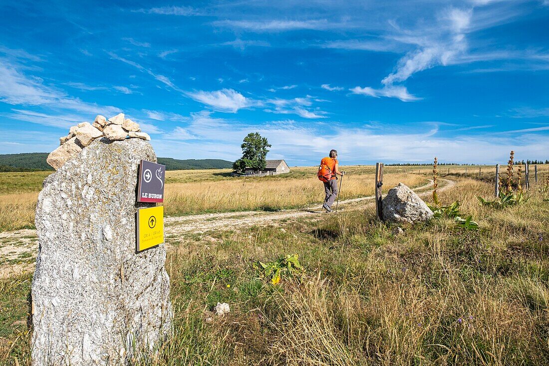 France, Haute-Loire, surroundings of Chanaleilles, hike along the Via Podiensis, one of the French pilgrim routes to Santiago de Compostela or GR 65, buron du Sauvage\n