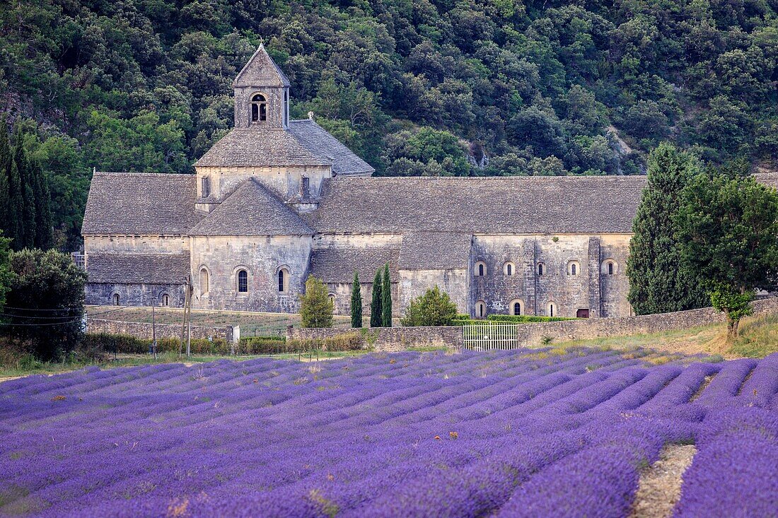Frankreich, Vaucluse, Gemeinde von Gordes, Lavendelfeld vor der Abtei Notre Dame de Senanque aus dem XII.