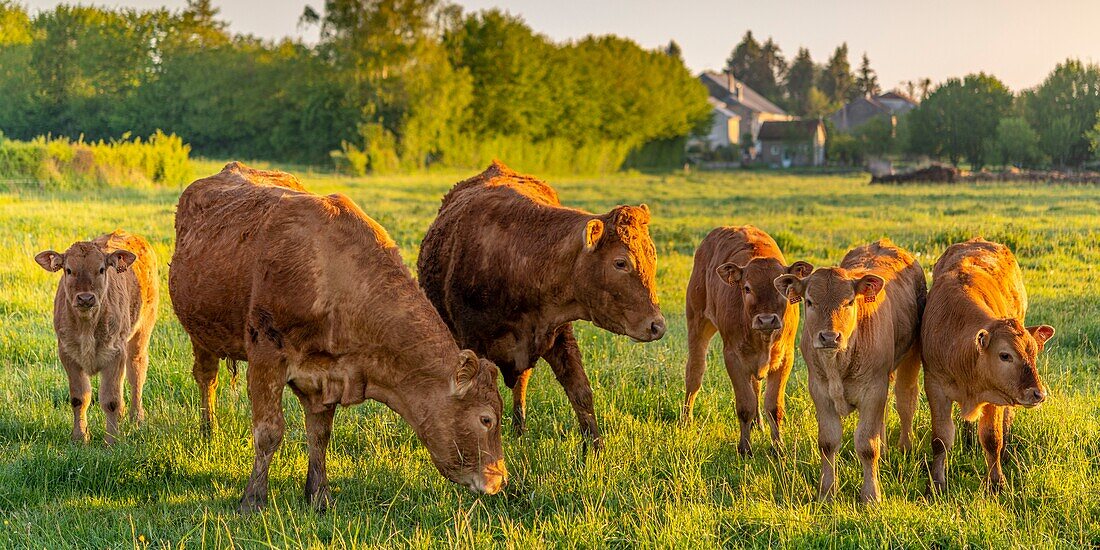 Frankreich, Ardennen, Carignan, Limousin-Kuh beim Grasen vor einem Haufen rauchender Gülle am frühen Morgen