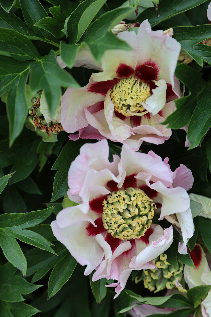 Blossoms of the tree peony (Paeonia suffruticosa)