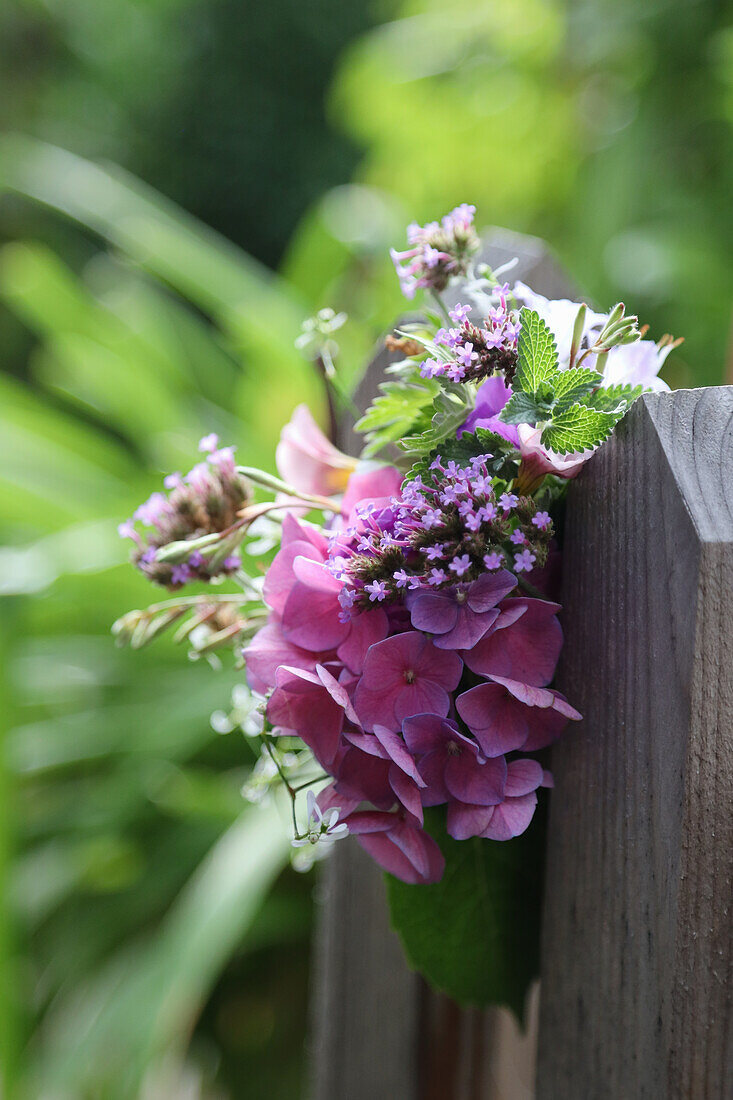 Sträußchen mit Hortensienblüte (Hydrangea) und Verbenen  (Verbena) an Holzzaun