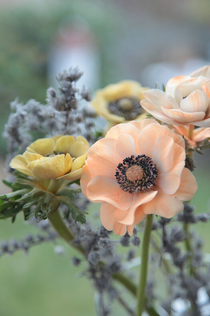 Delicate anemone flowers (Anemone)