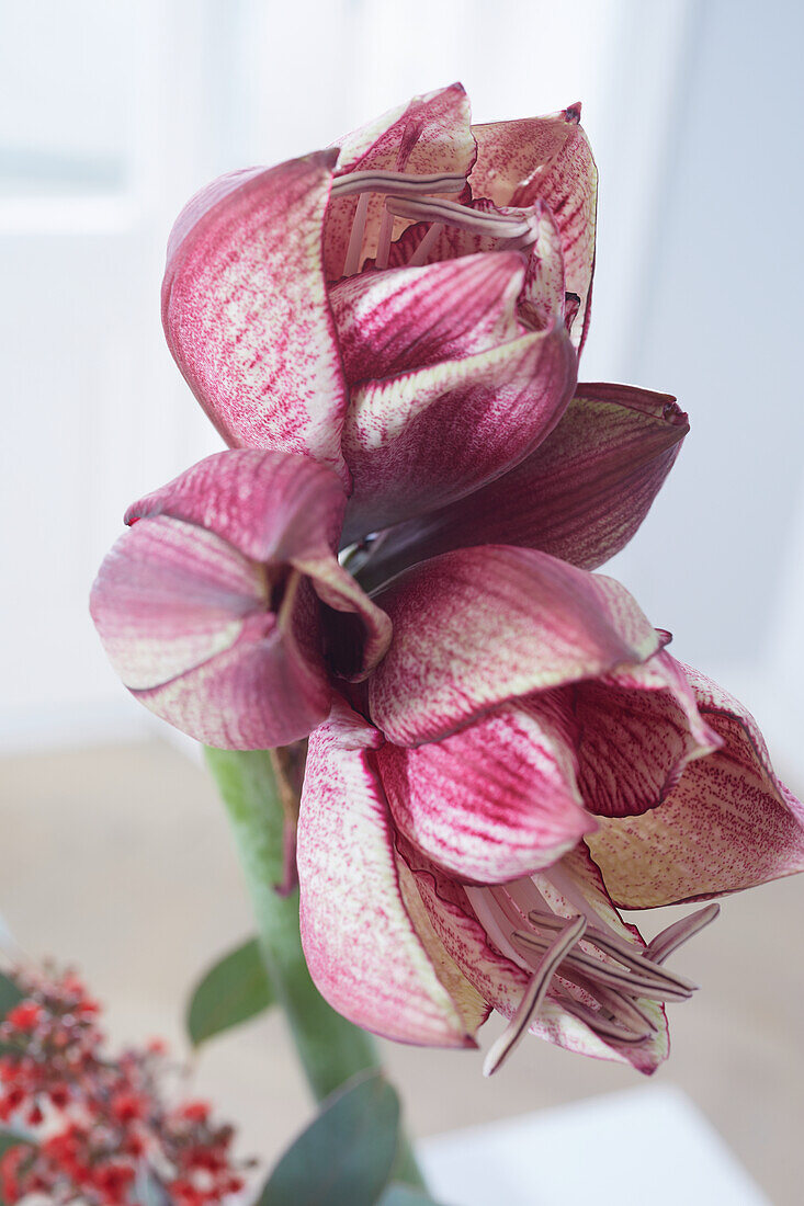 Amaryllis flower