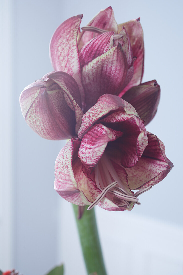 Rot schimmernde Amaryllisblüte