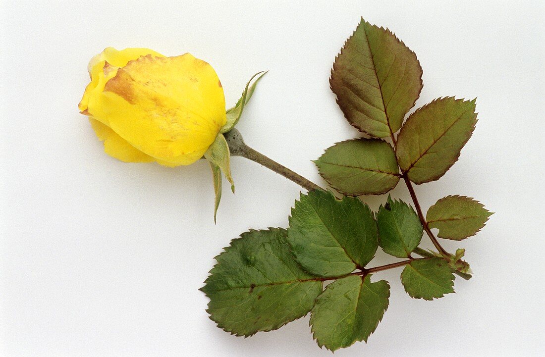 Eine gelbe Rose mit Rosenblättern
