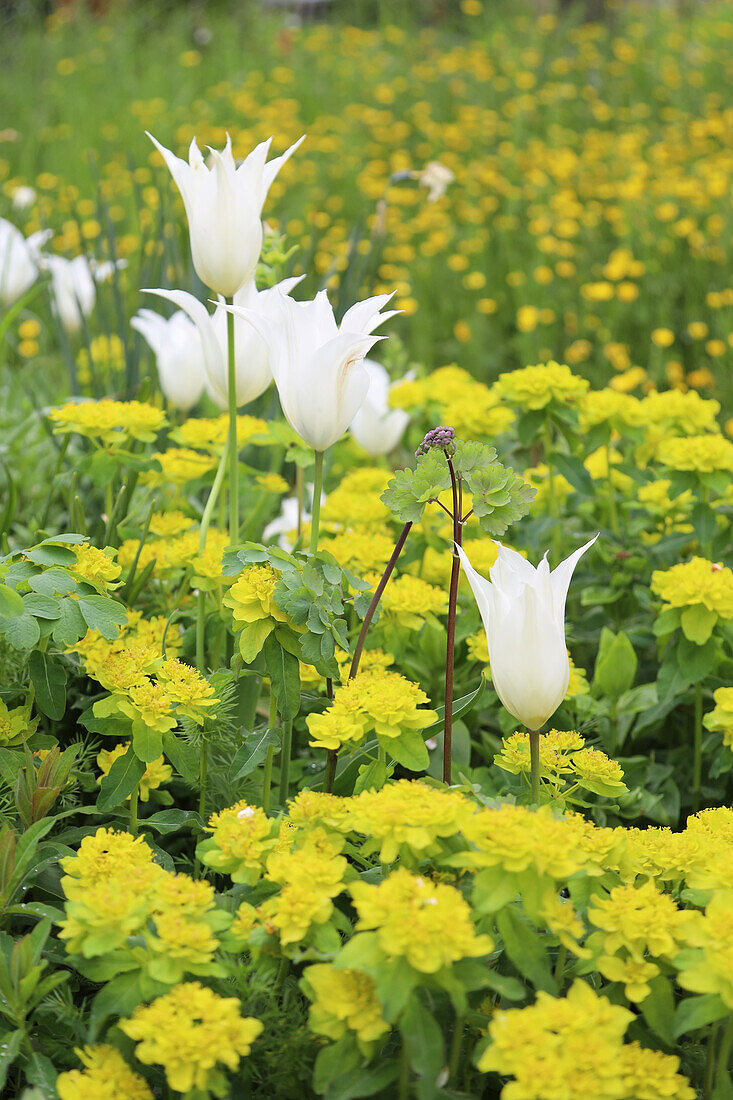 Beet mit Wolfsmilch (Euphorbia epithymoides) und Tulpe (Tulipa) 'White Triumphator'