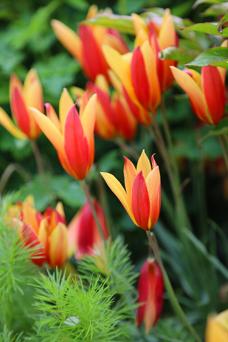 Persian dwarf tulip (Tulipa clusiana) 'Tubergen Gem'