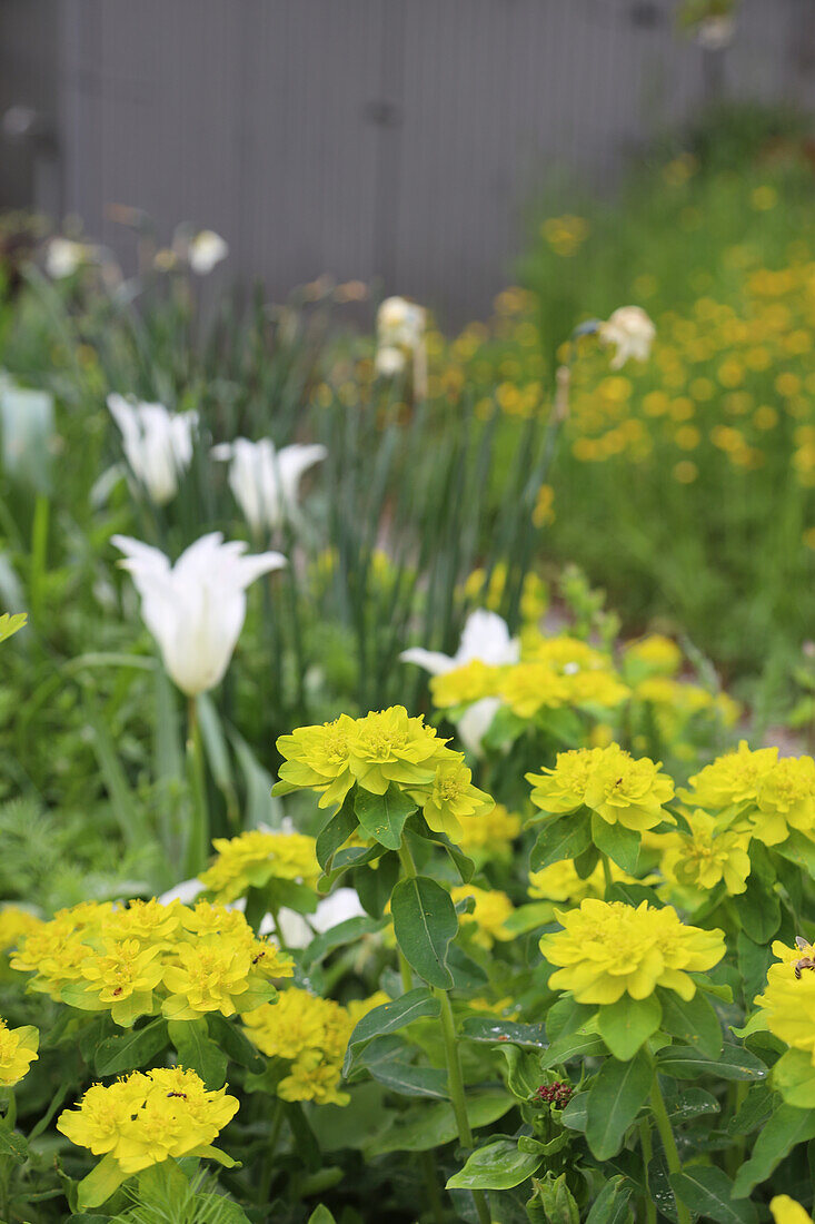 Bed with spurge (Euphorbia epithymoides) and tulip (Tulipa) 'White Triumphator'