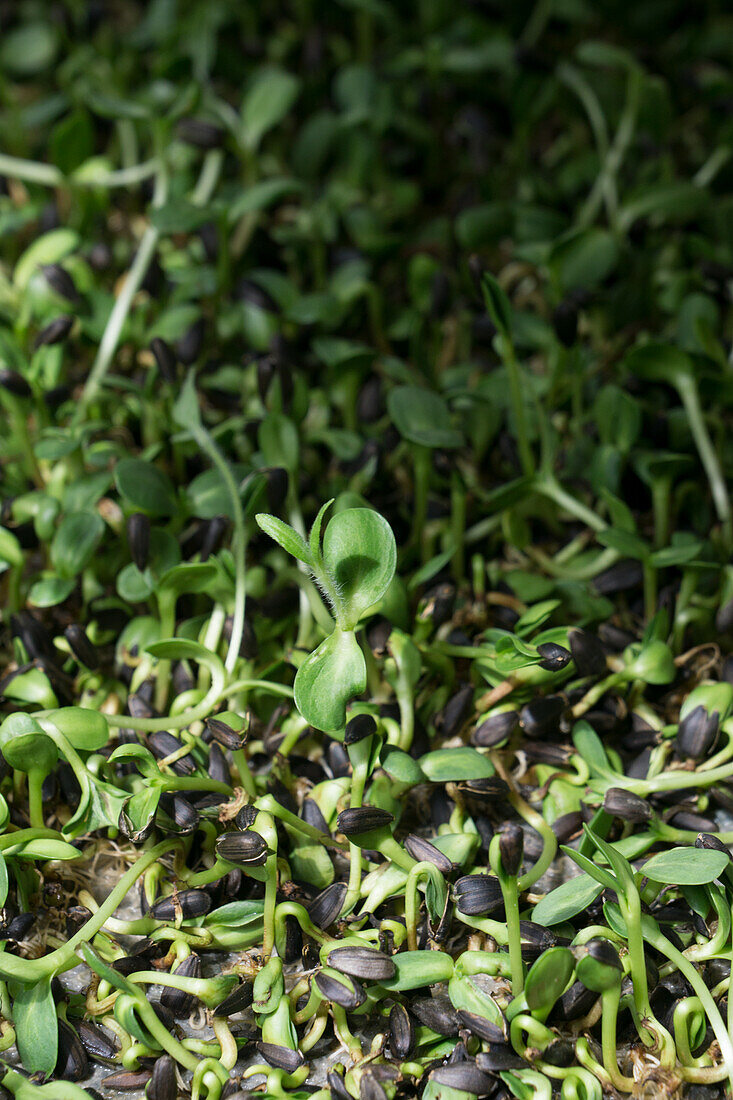 Keimende Sonnenblumenkerne für Sprossen selber ziehen