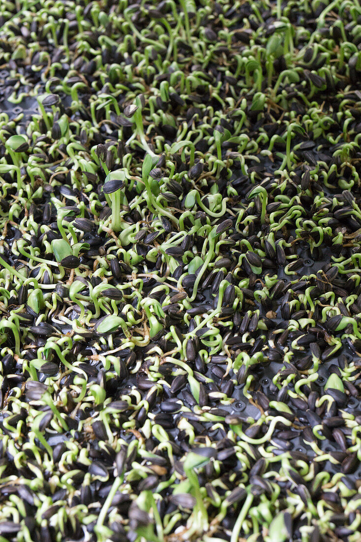 Germinating sunflower seeds for growing your own sprouts