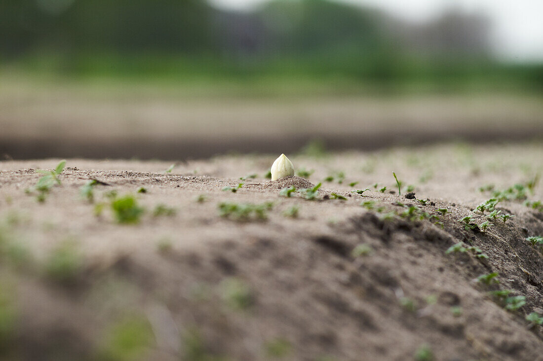 White asparagus grows in the field