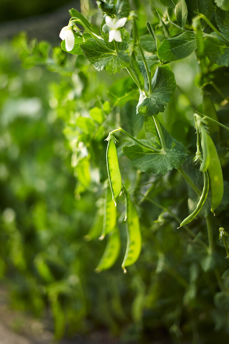 Capsicums on the plant