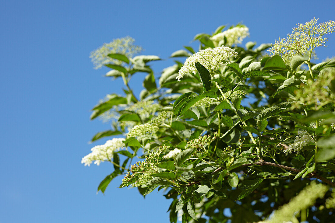 Elderflowers Growing Against a Blue Sky