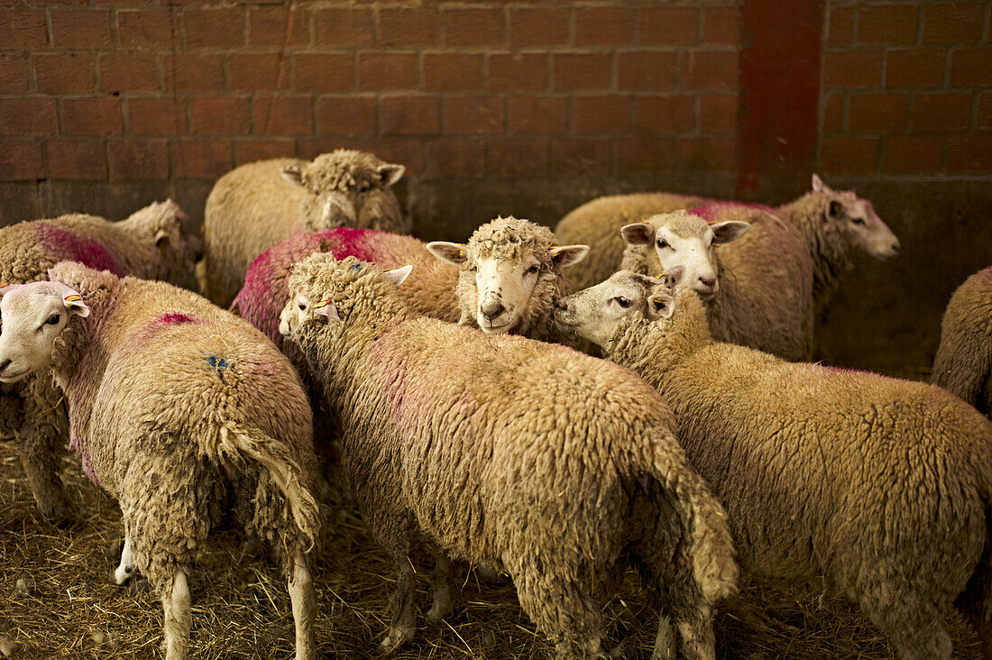Schafe vor Schlachtung