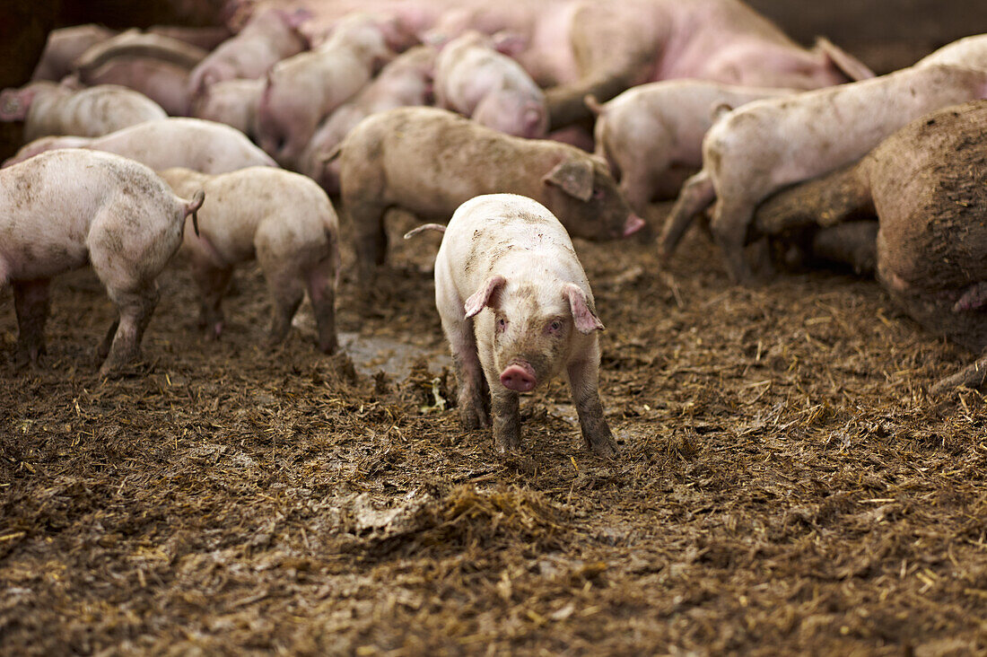 Pig farming with piglets