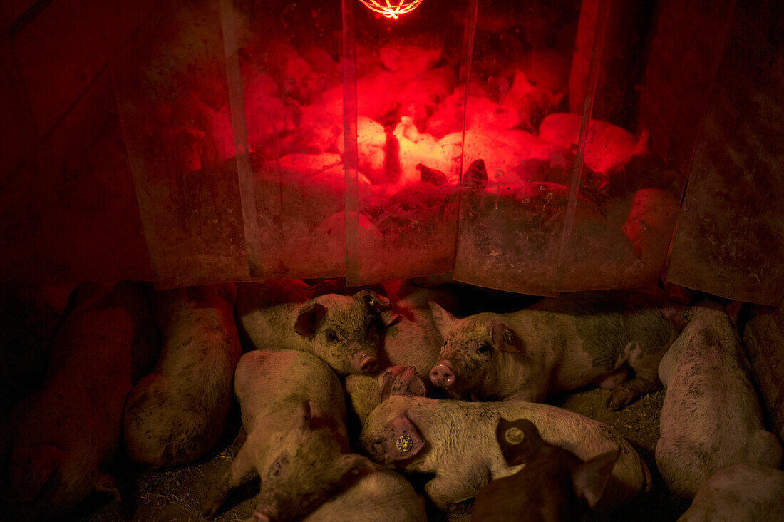 Piglets under heat light