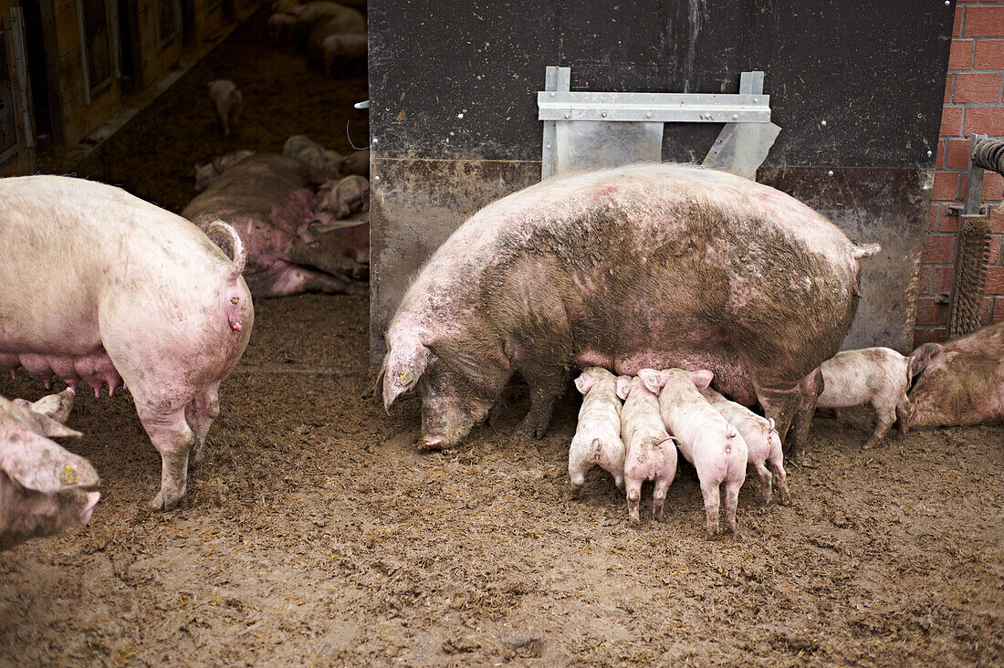 Mother sow with piglets