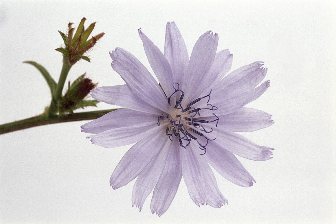 Blüte der Wegwarte (lat. Cichorium intybus L.)