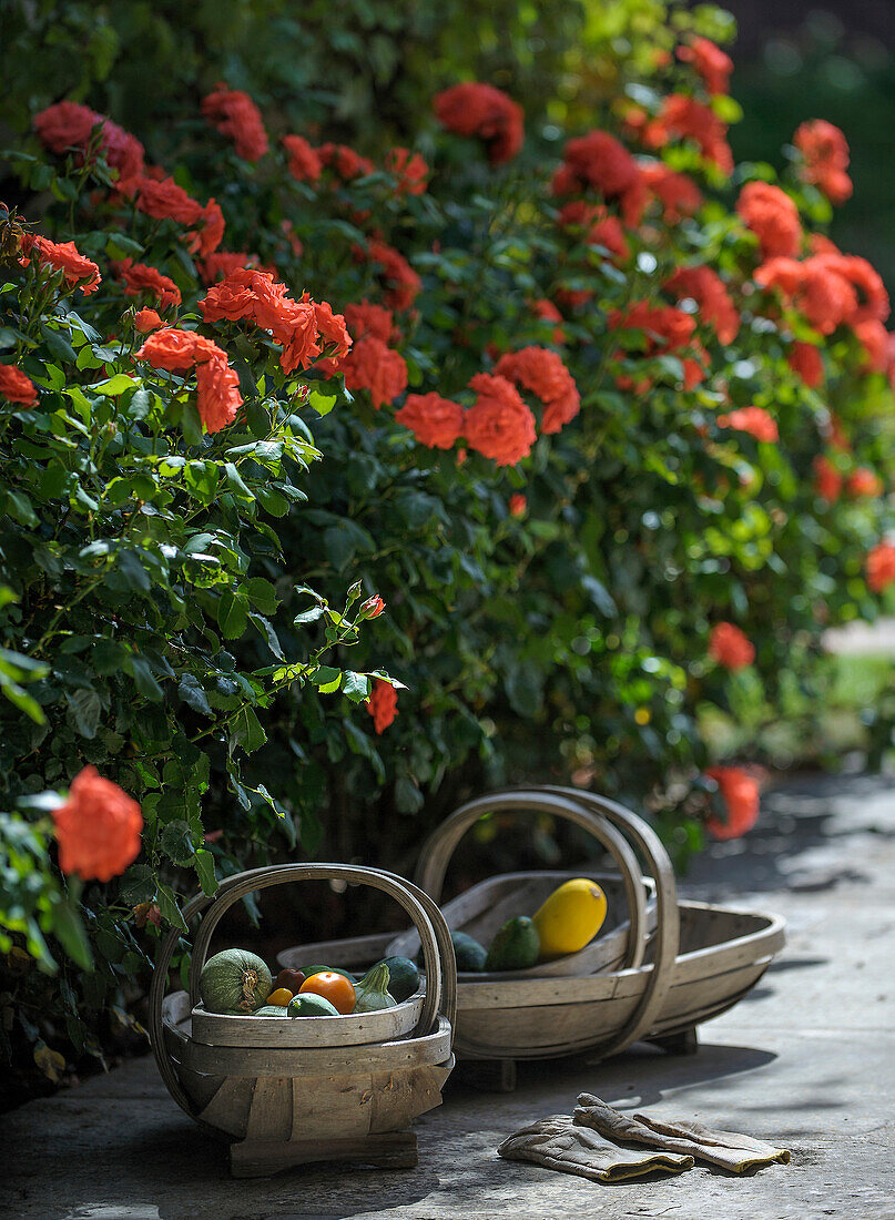 Pumpkins in wooden baskets in front of flowering red rose bushes
